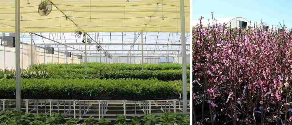 fast growing trees online nursery