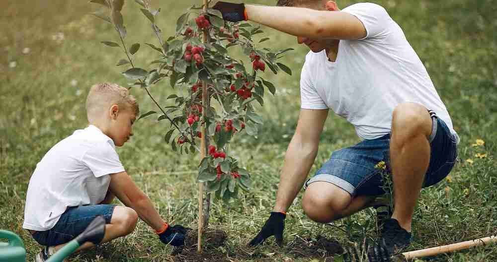 planting new tree