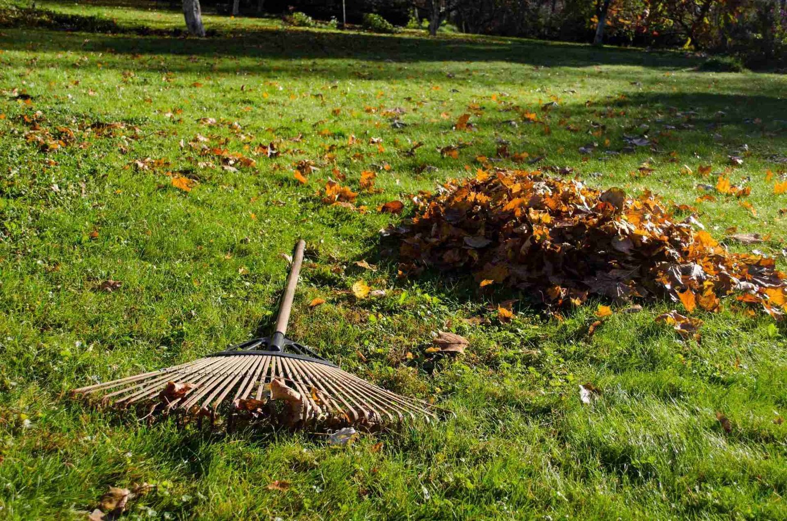 Rake lying next to piles of fallen autumn leaves on a green lawn