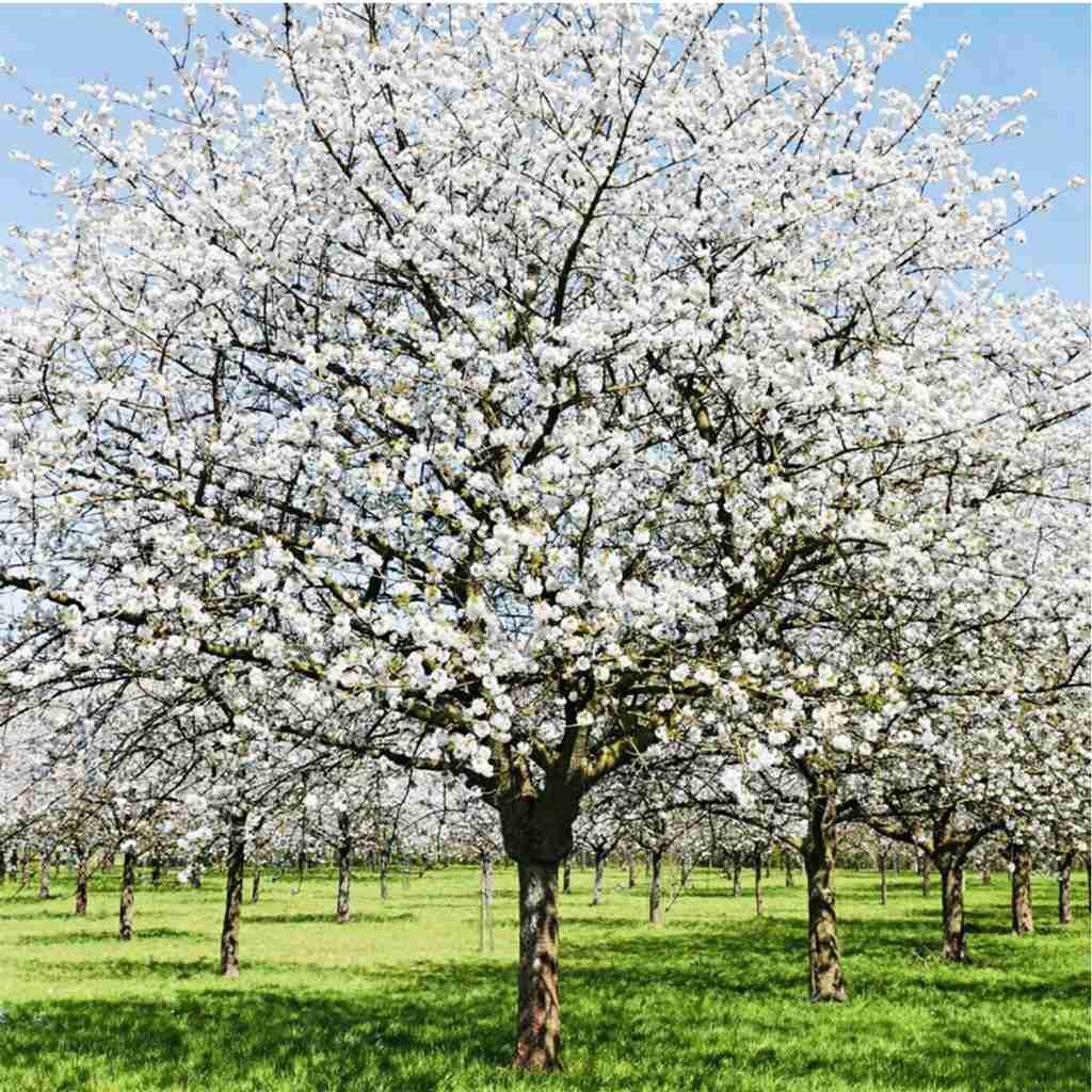 pretty white trees