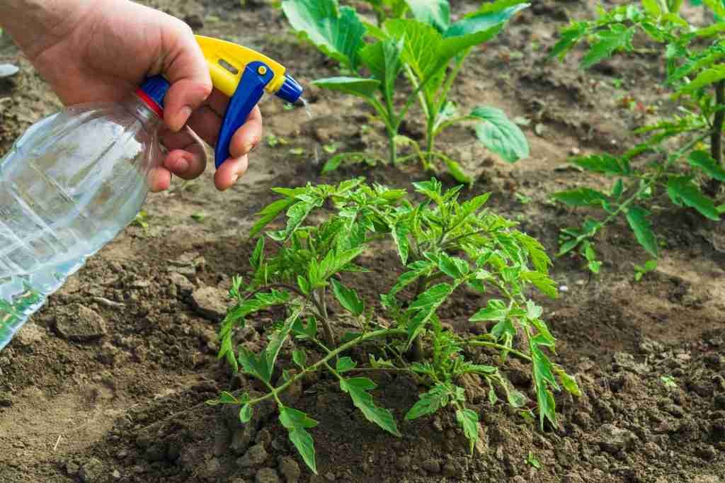 Treatment of tomato seedlings with natural fungicide