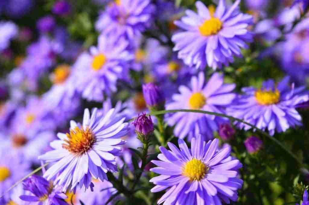 aster flower