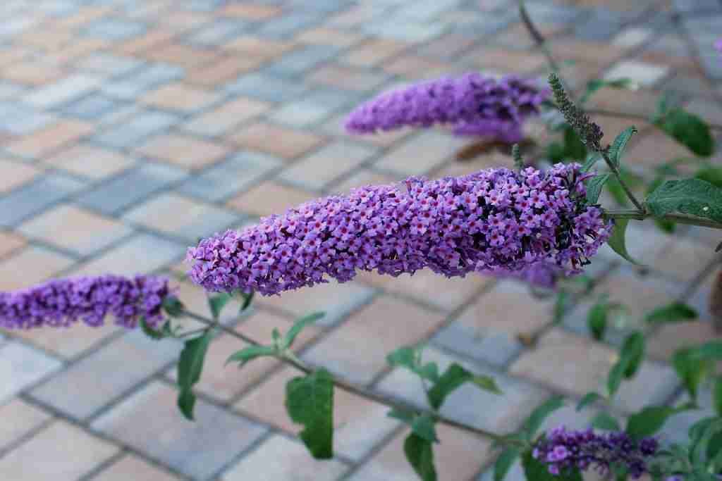butterfly bush