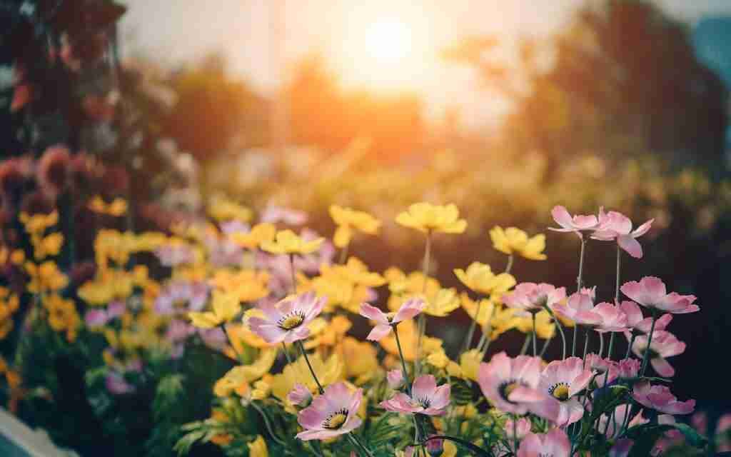 cosmos flowers