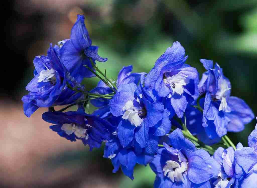 larkspur