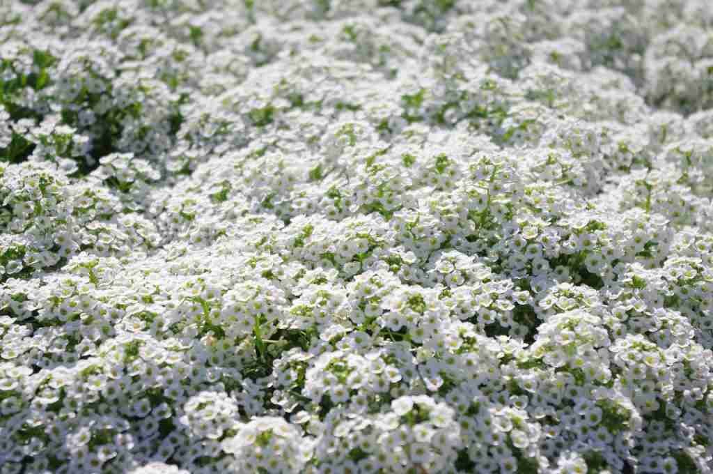 sweet alyssum