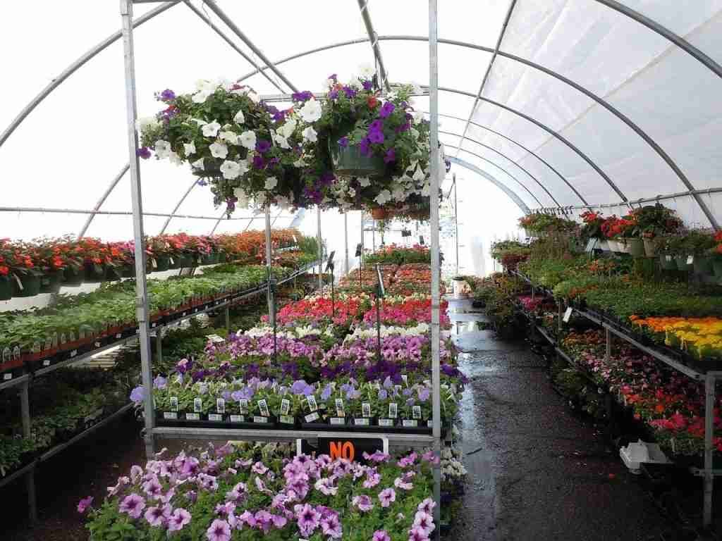 online plant nursery