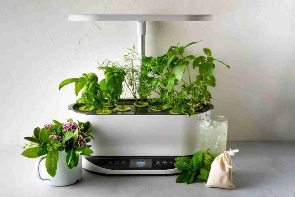 aerogarden