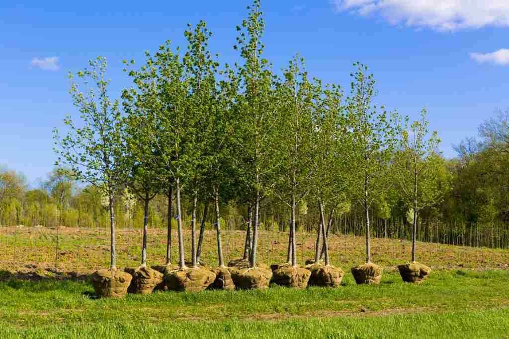 new trees ready to plant