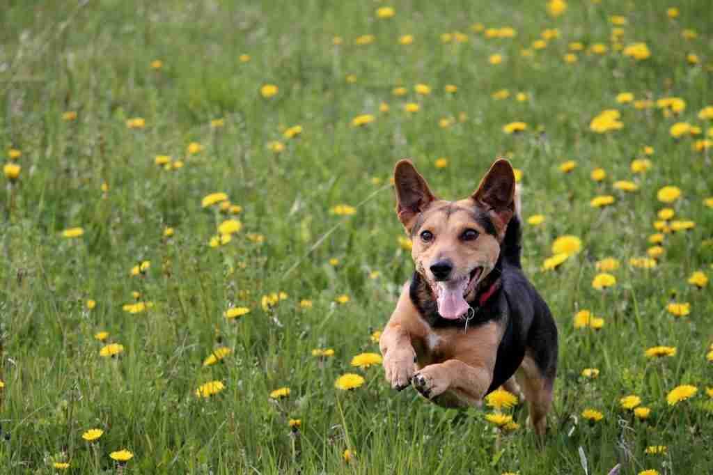 running dog