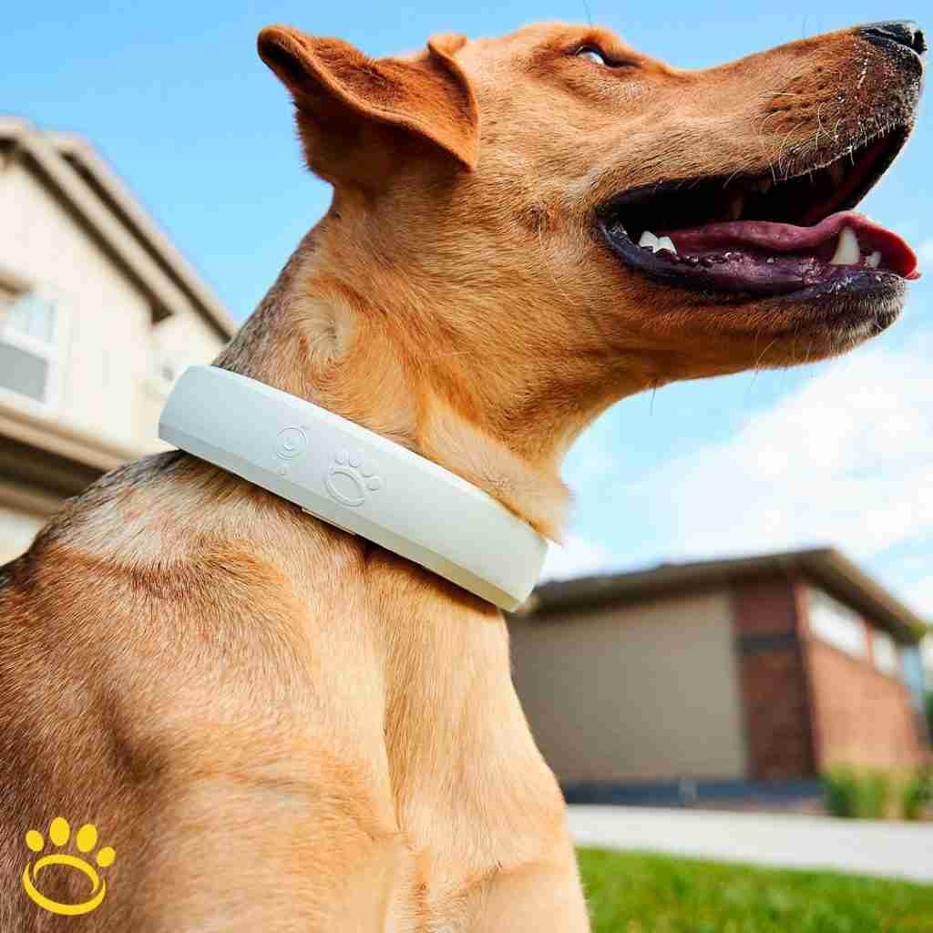 halo dog collar