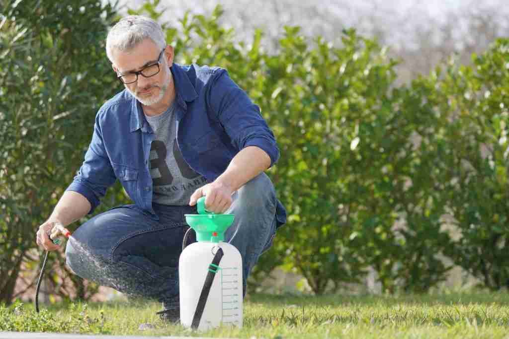 spraying lawn weeds