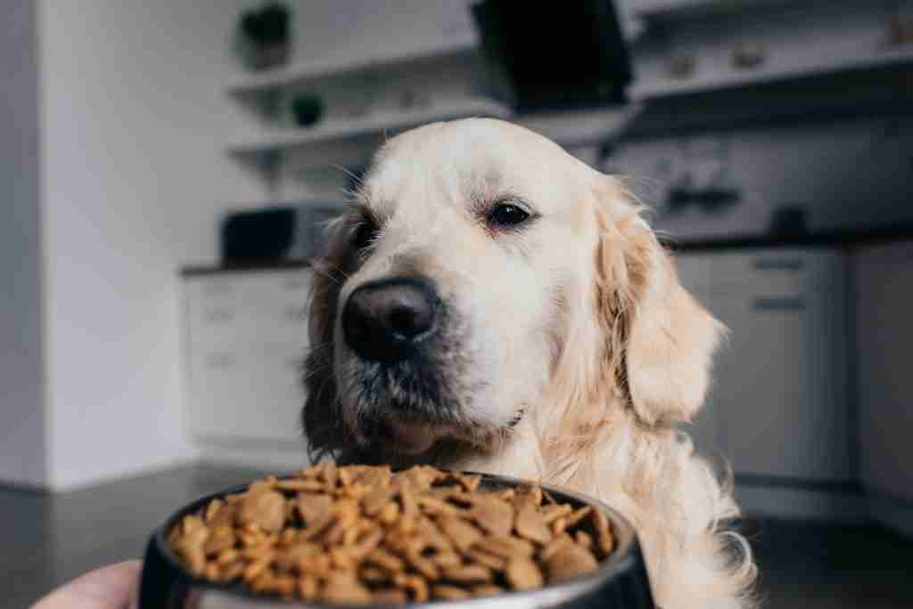 golden retriever eating food