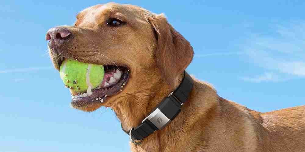 dog wearing fi collar