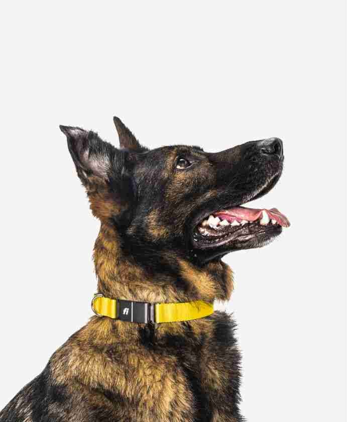 fi collar on dog