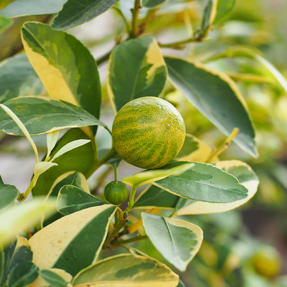 pink lemon tree