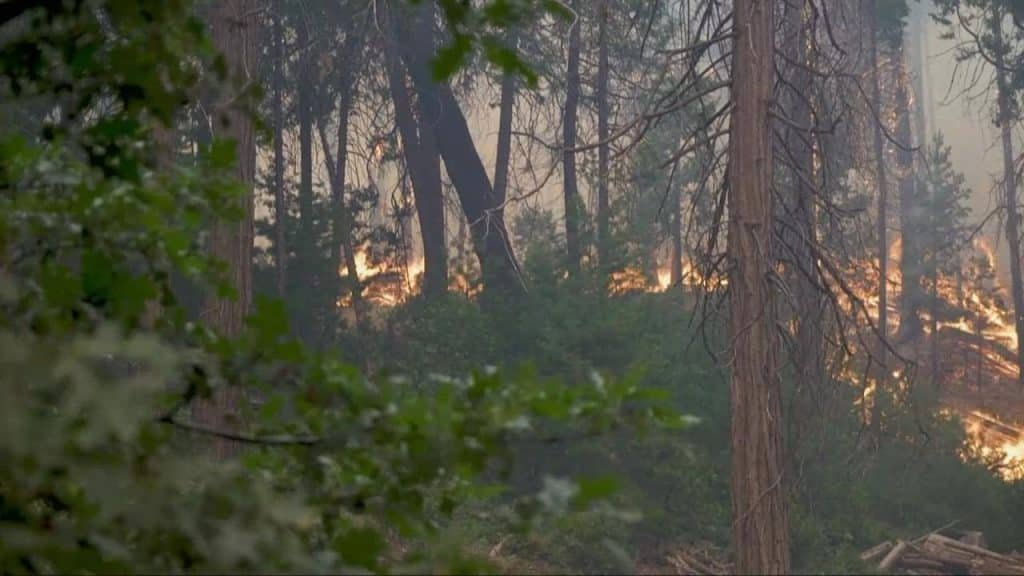fire trees
