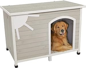 dog in dog house
