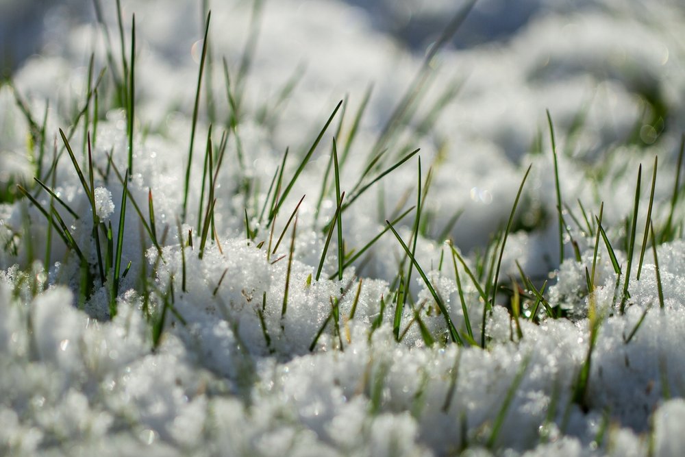 Growing green grass under snow.