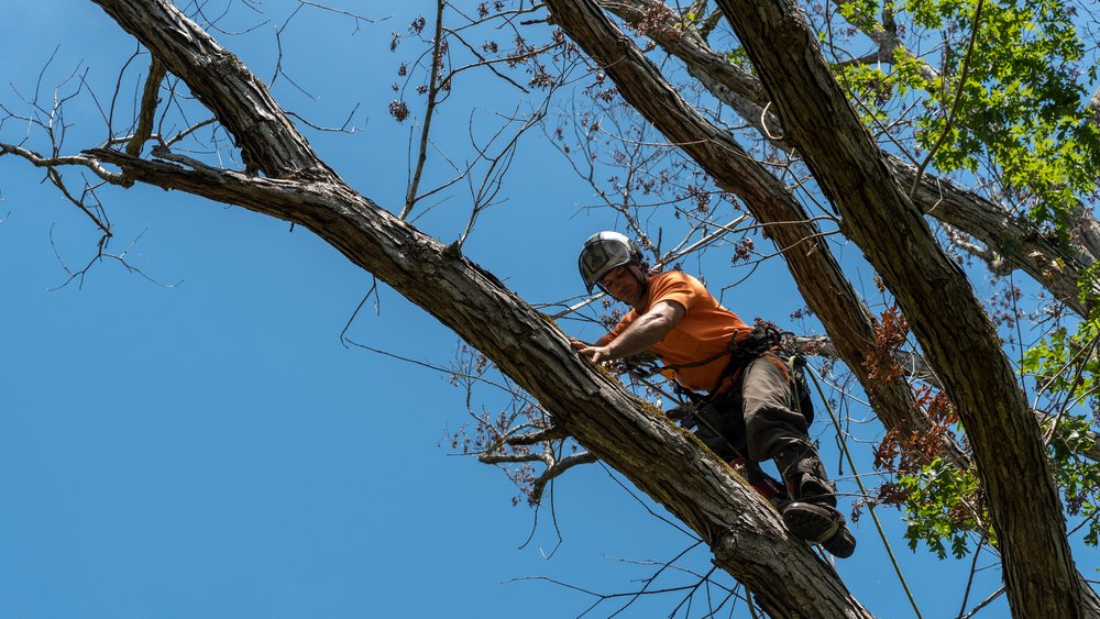 trimming tree up high