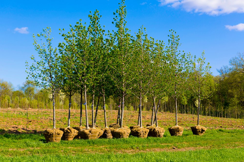 trees to plant