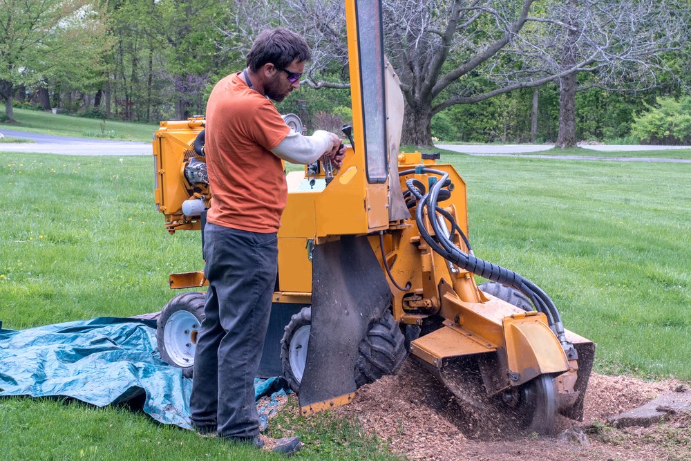 worker grinding down a tree stump