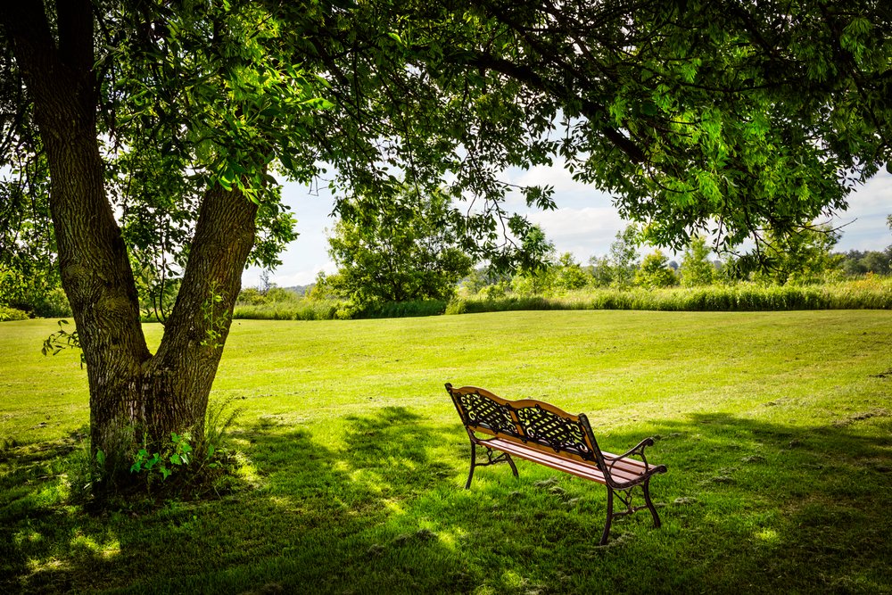 shade tree