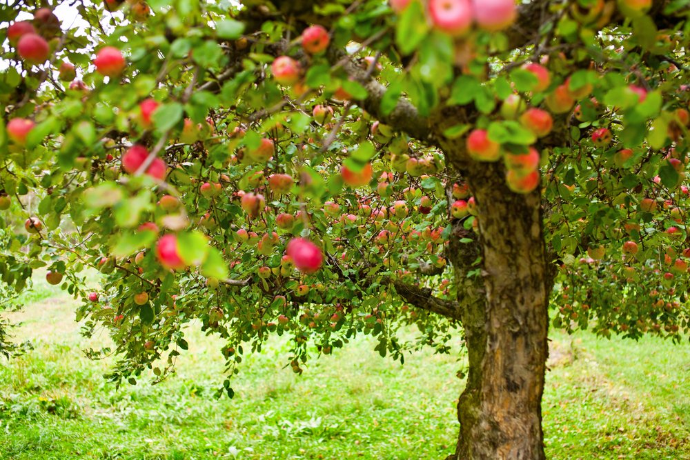 apple tree