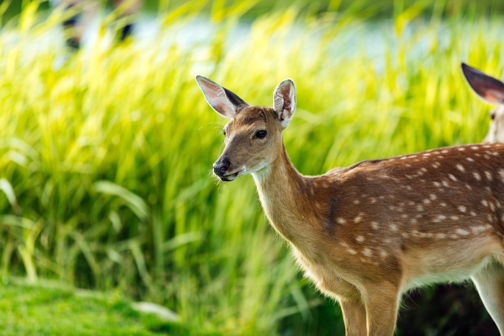 deer in wild