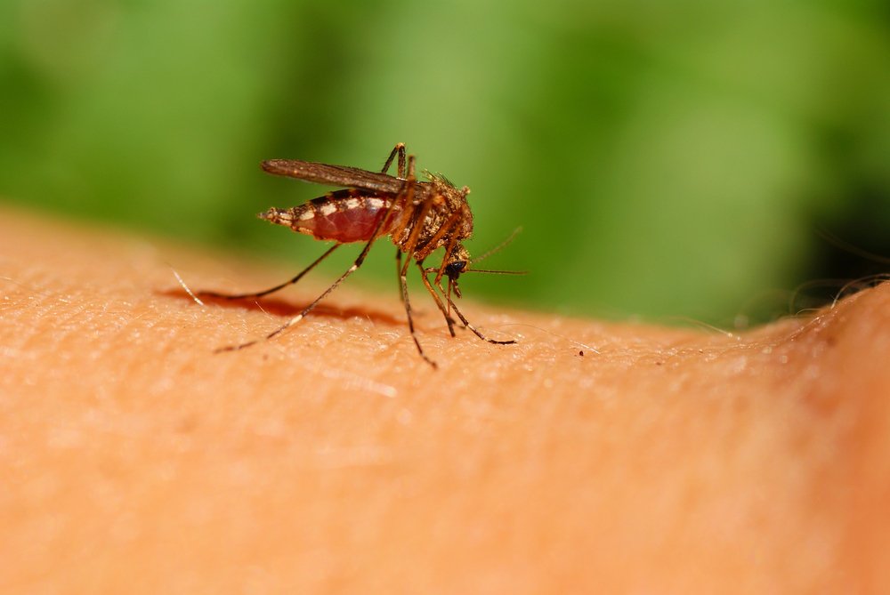 mosquito on skin