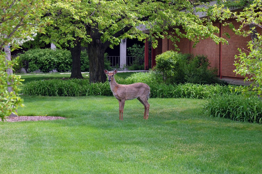 deer in garden