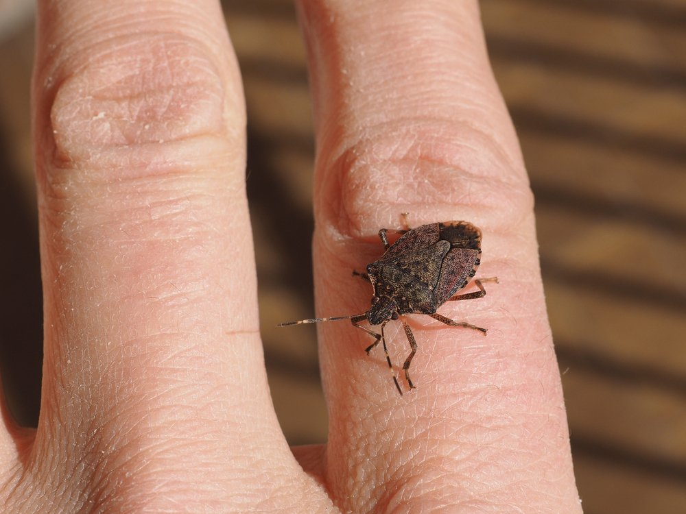 stink bug