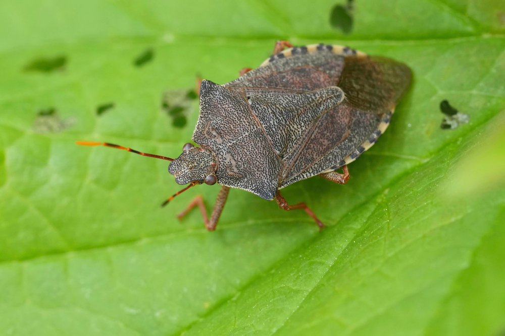 stink bug deterrent spray
