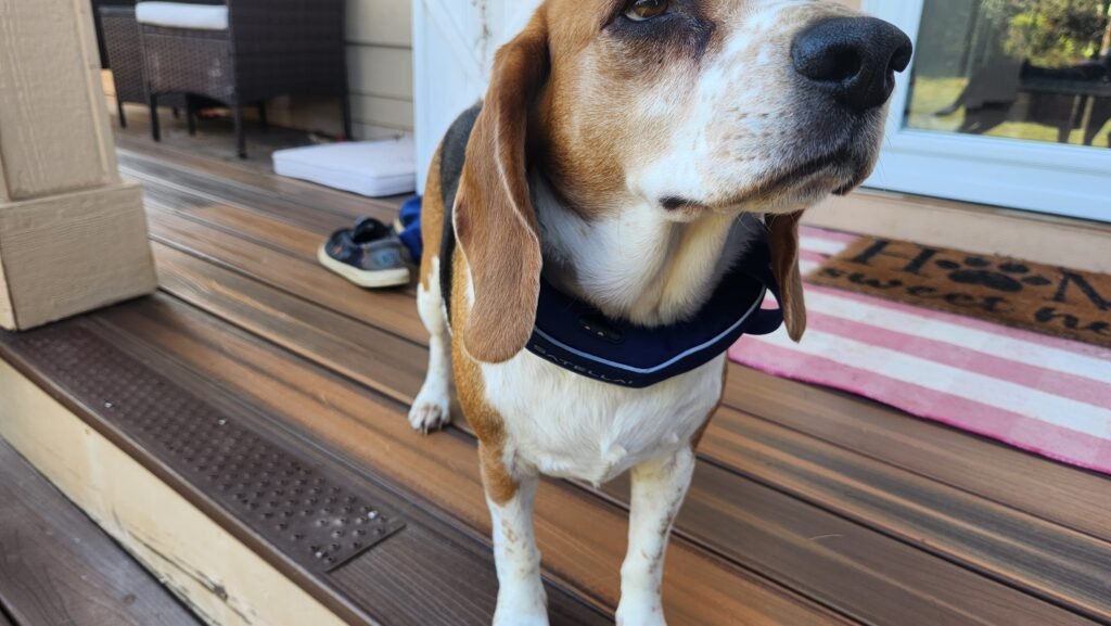 my beagle wearing satellai dog collar