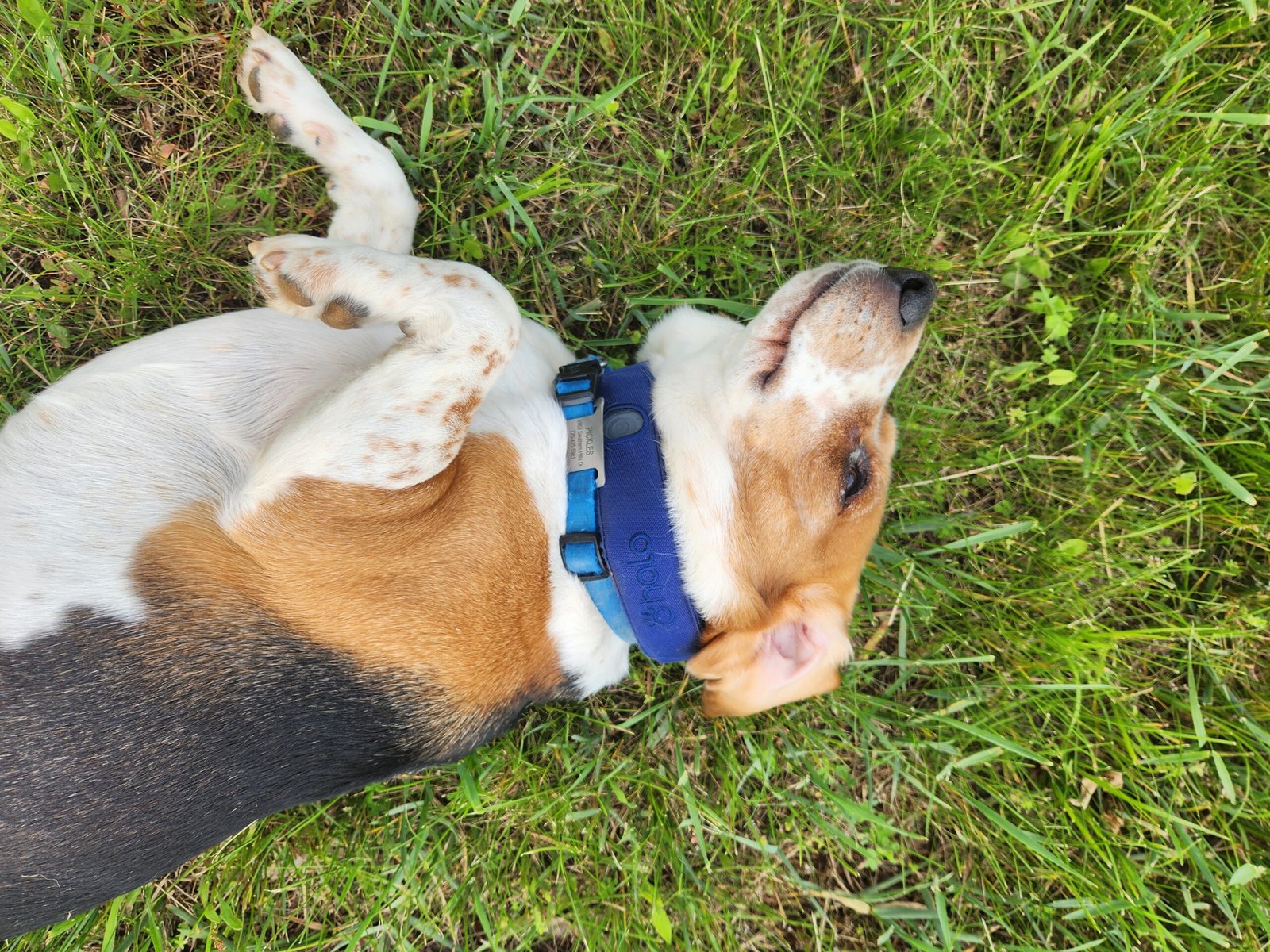 dog wearing new halo 4 collar