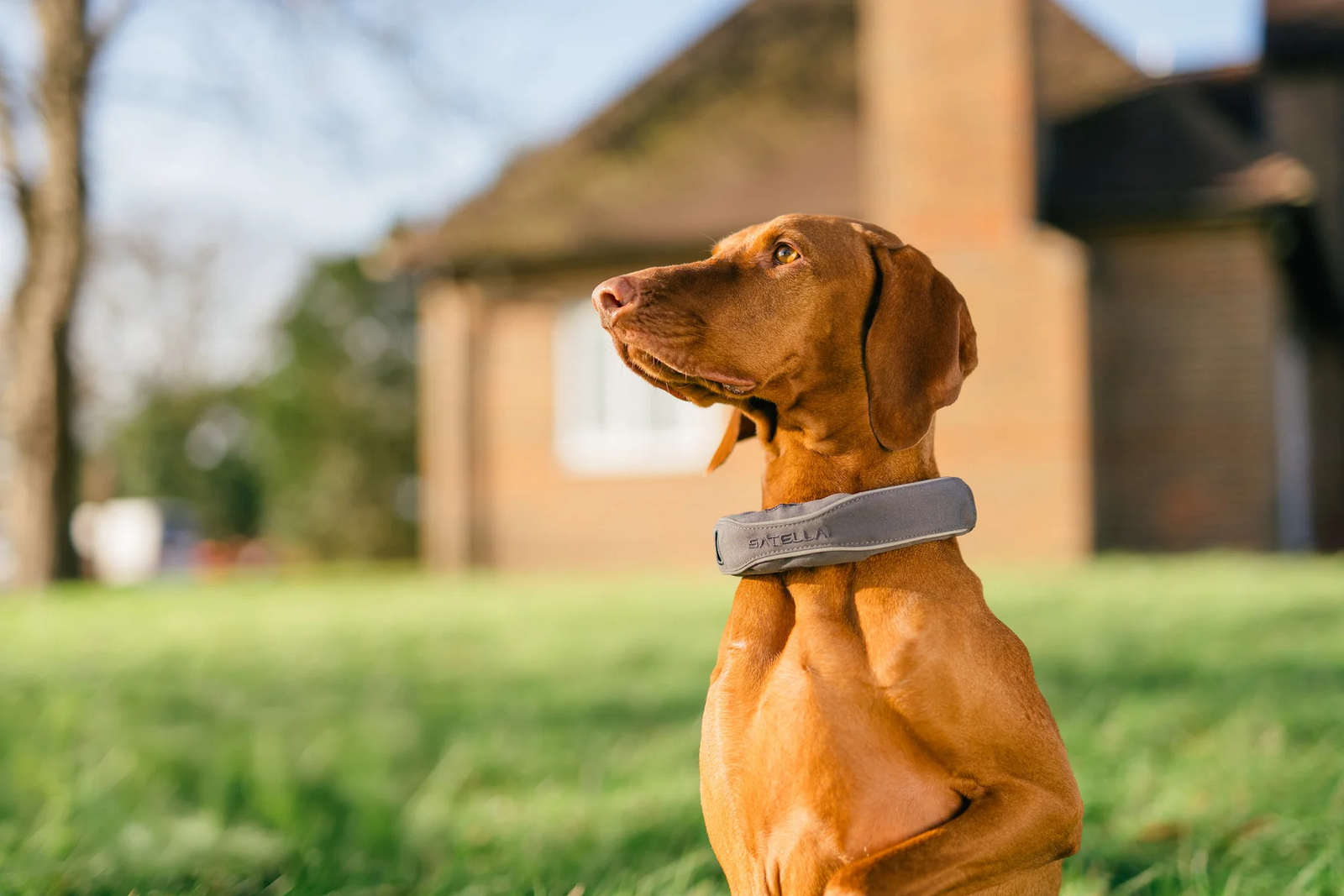 dog with satellai collar