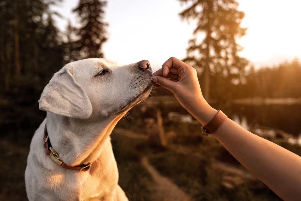 premium dog food
