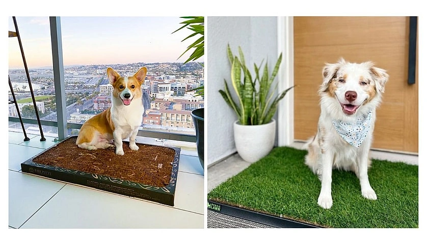 indoor grass for dogs