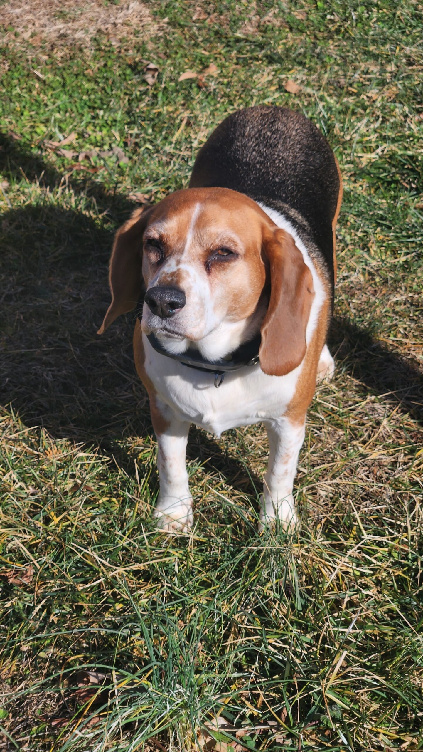 beagle wearing spoton collar