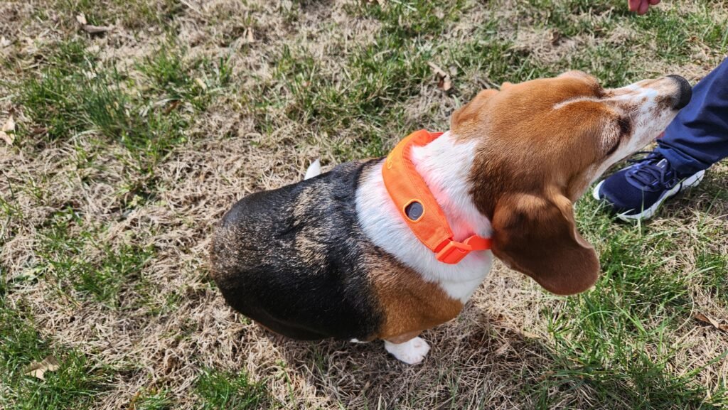 beagle wearing halo collar 5