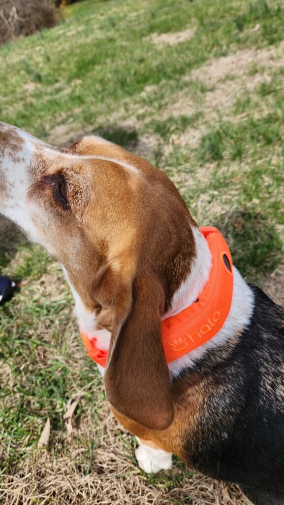 orange halo collar 5