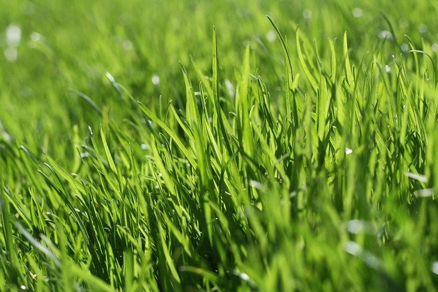 green lawn