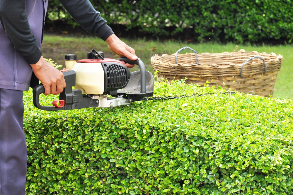 pruning hedge