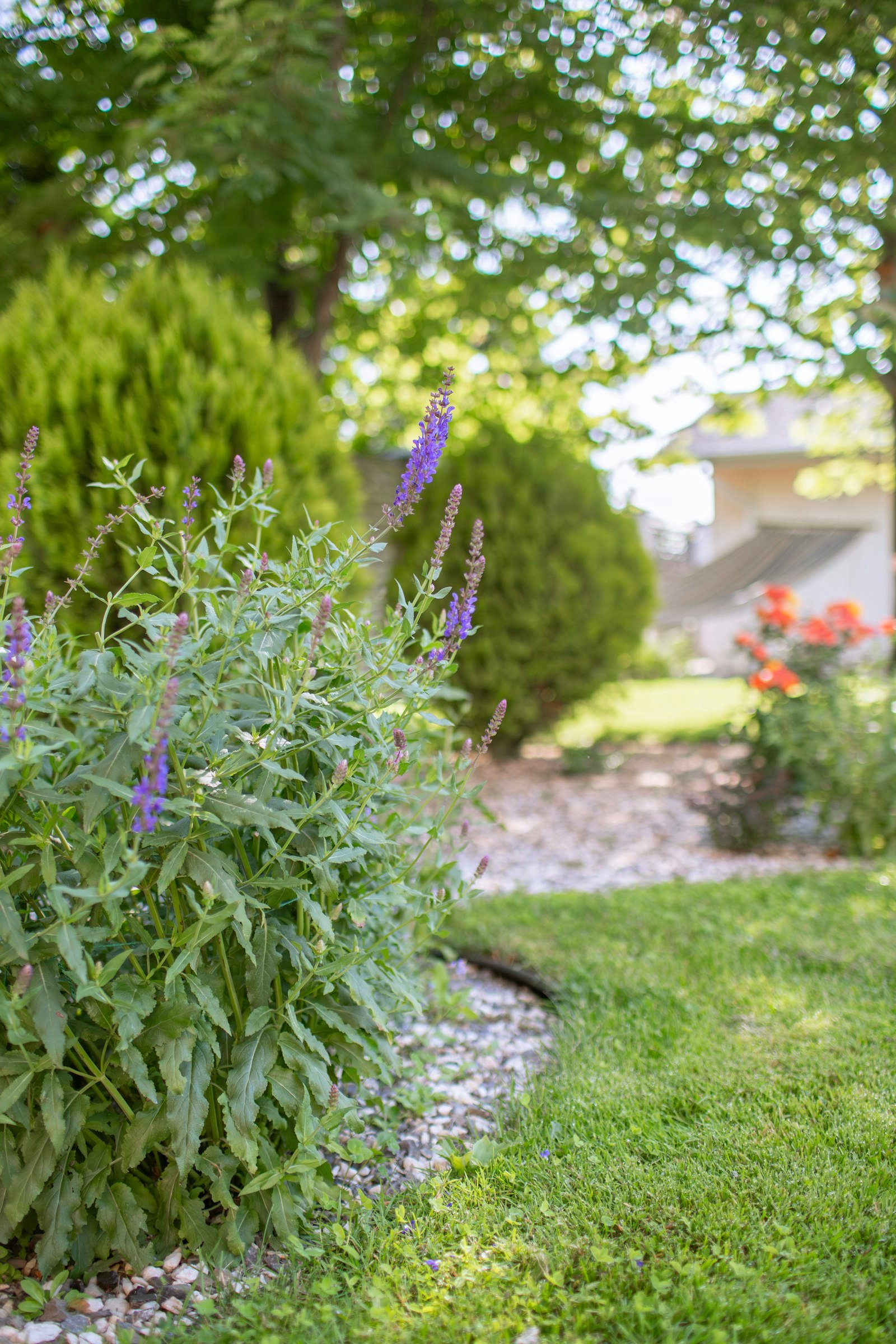 A beautifully landscaped garden with blooming plants, an example of a personalized garden design
