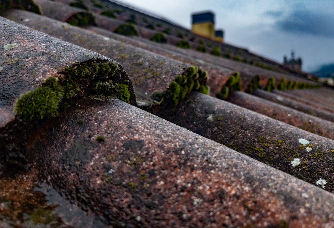 Mossy, algae-streaked roof tiles showing the kind of buildup professional roof cleaning removes