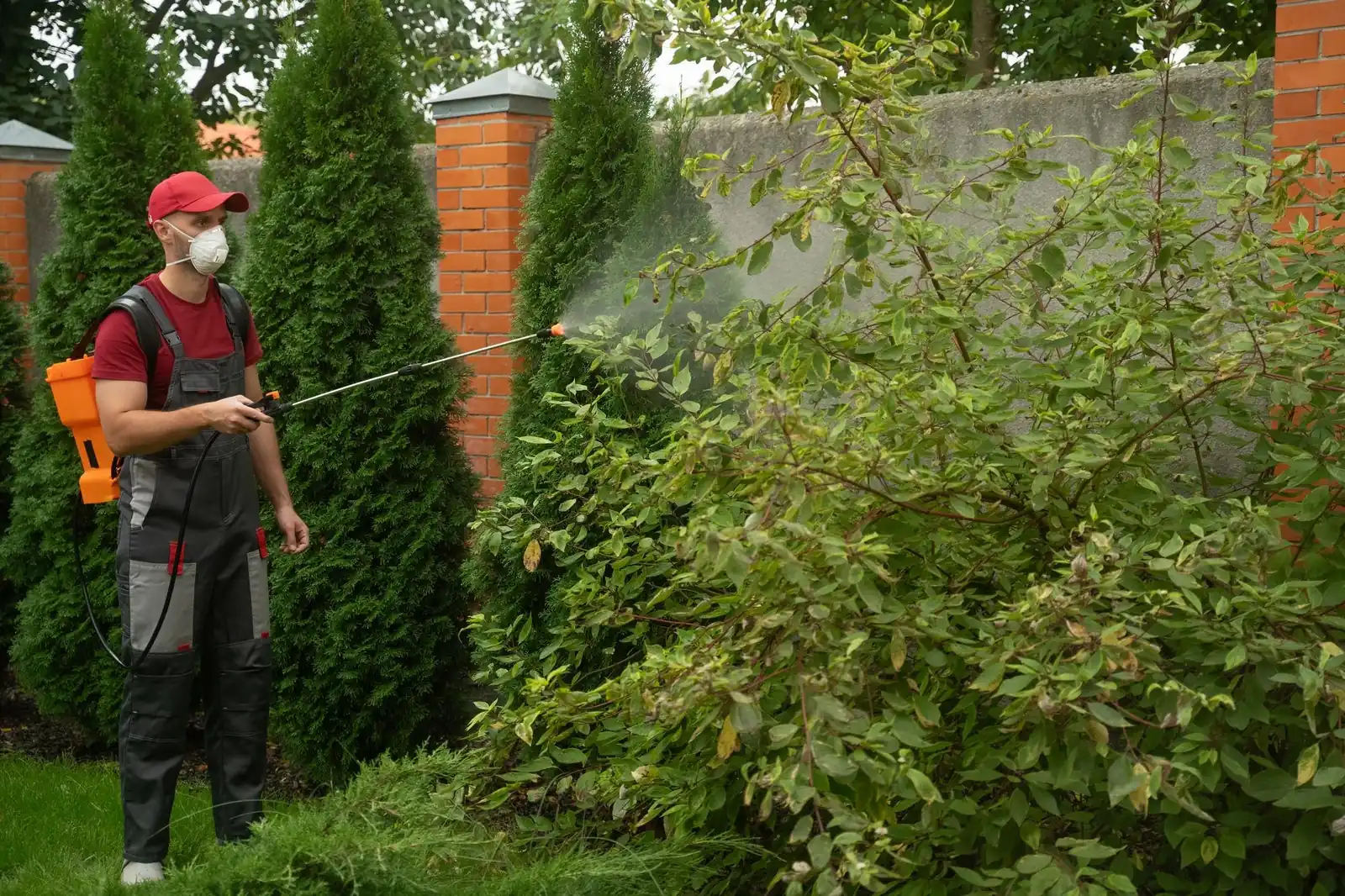 A gardener in a face mask and work overalls spraying a shrub along a garden wall with a backpack sprayer