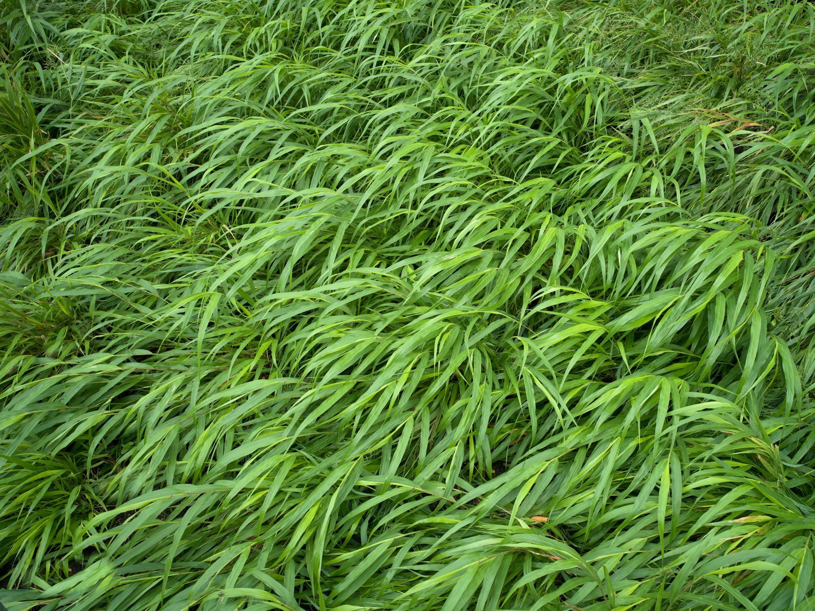 Large green lawn with scattered fall leaves that can be mulched with a mower instead of raked and bagged