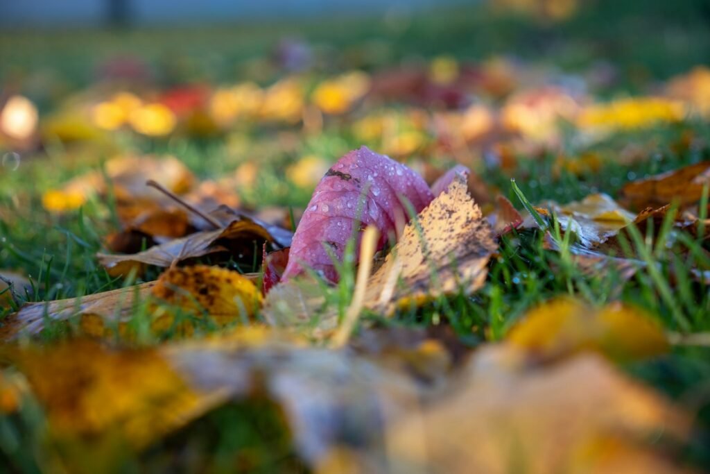 Fallen autumn leaves scattered on a green lawn, the starting point for a natural fall lawn care routine