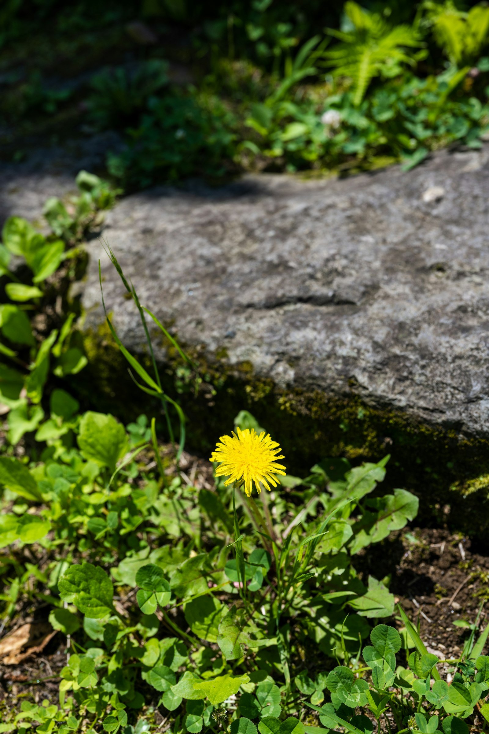 Yellow dandelion growing in a green lawn, a common target for organic weed control